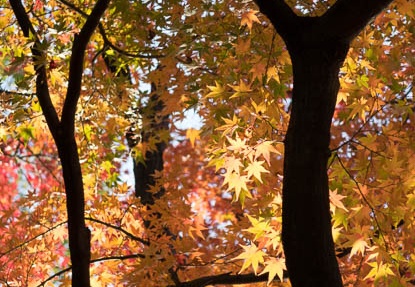 201411281406-DSC06774R10.jpg