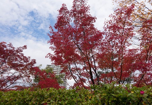201411291147-DSC06890.jpg