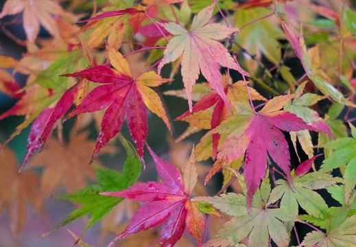 201411291203-DSC06940.jpg