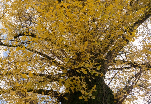 201411300938-DSC01393N6.jpg