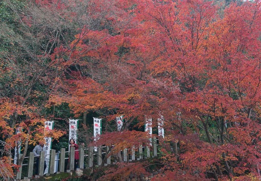 201411301037-DSC01585N6.jpg