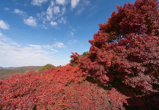201411301115-DSC01688N6.jpg