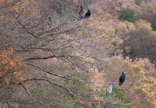 201412171318-DSC04804.jpg