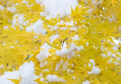 201412181115-DSC08939R10.jpg