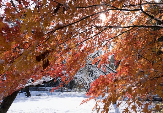 201412181119-DSC08949R10.jpg