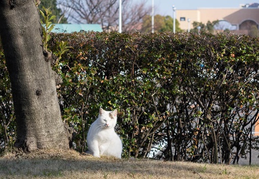 201501081417-DSC02362R10.jpg