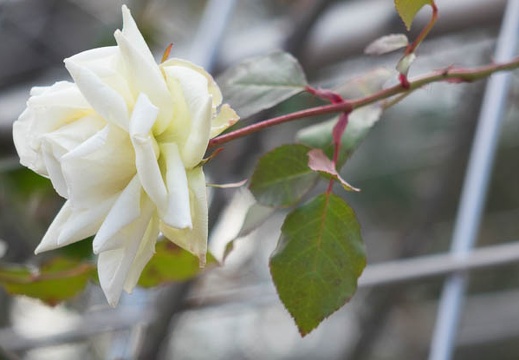 201501241343-DSC04849R10.jpg