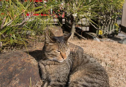201501281332-DSC03169N6.jpg
