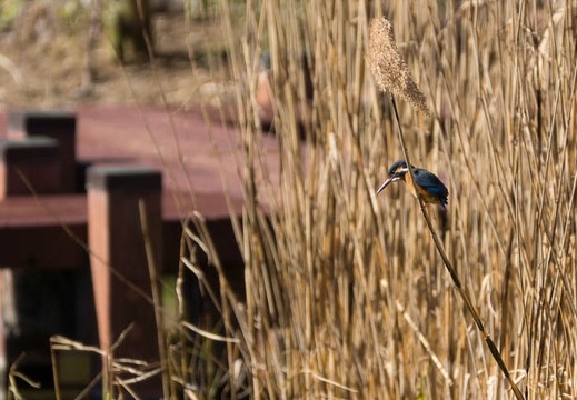 201502011250-DSC05805.jpg