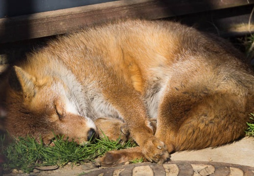 201502011305-DSC05816.jpg