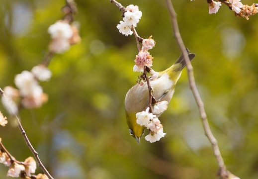201502211023-DSC06206.jpg