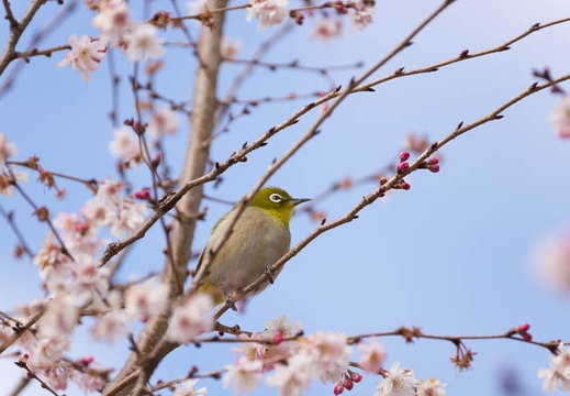 201502211026-DSC06218.jpg