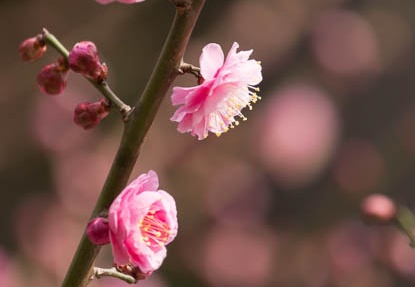 201502211314-DSC06371.jpg