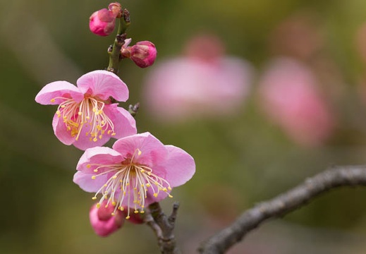 201502211327-DSC06387.jpg