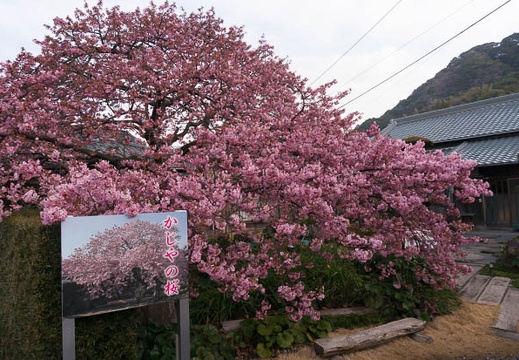 201502250753-DSC03396N6.jpg