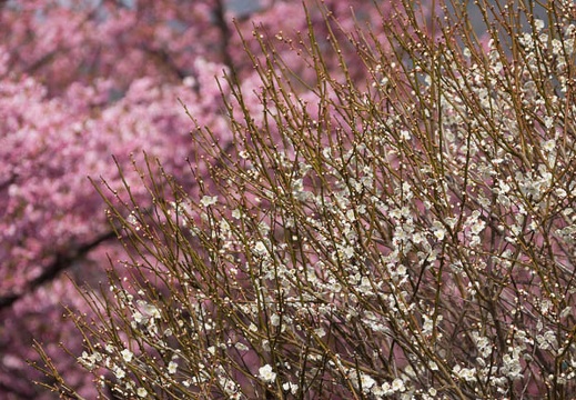 201502250938-DSC06606.jpg