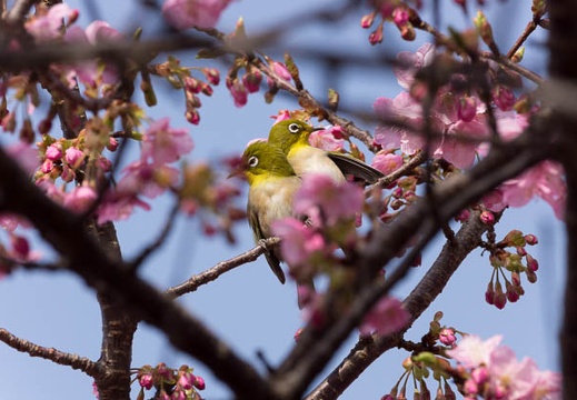 201502250941-DSC06663.jpg