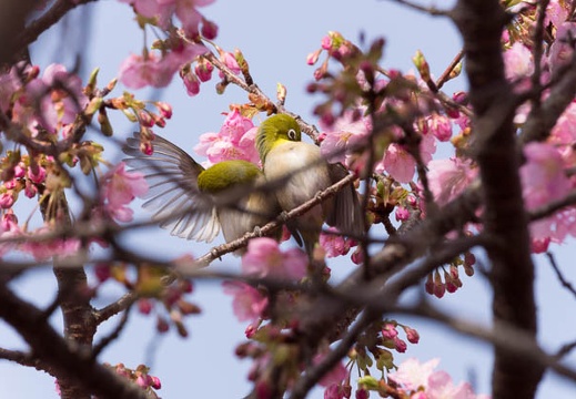 201502250943-DSC06700.jpg