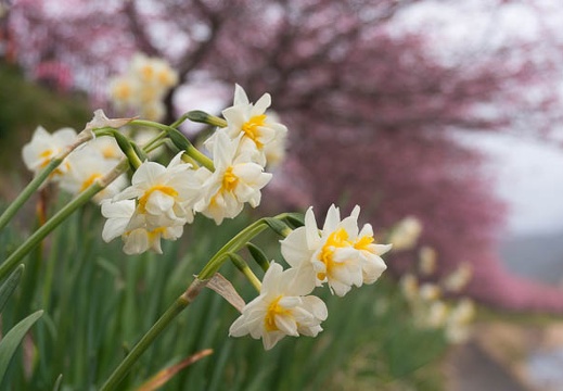 201502251051-DSC03552N6.jpg