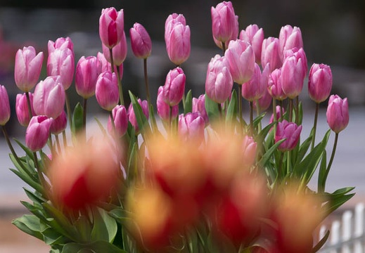 201503021251-DSC07639.jpg