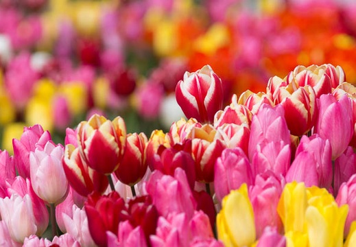 201503021258-DSC07654.jpg