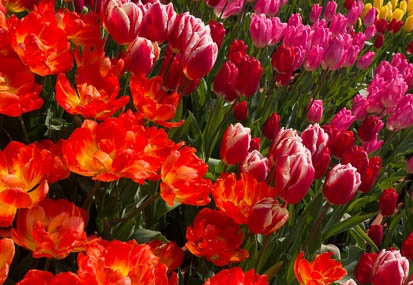 201503021303-DSC03835N6.jpg