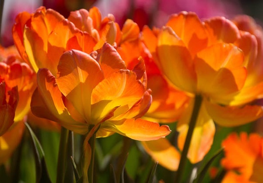 201503021310-DSC07685.jpg