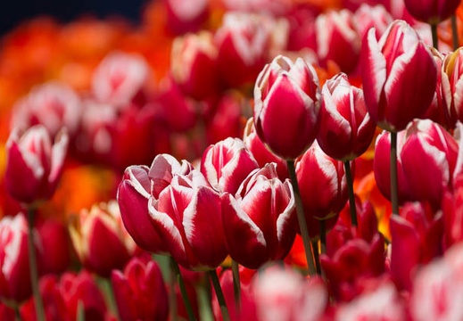201503021330-DSC07716.jpg