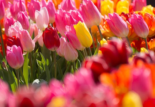 201503021333-DSC07726.jpg