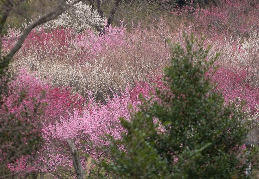 201503061243-DSC07817.jpg