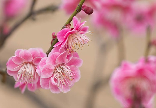 201503061320-DSC07913.jpg