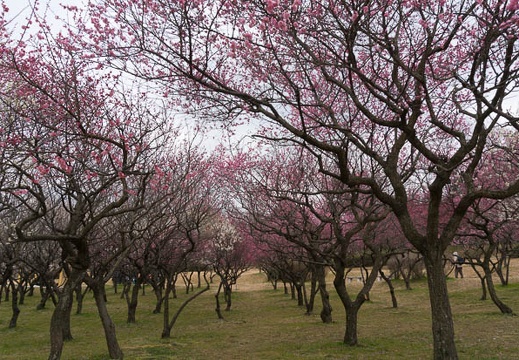 201503061356-DSC03945N6.jpg