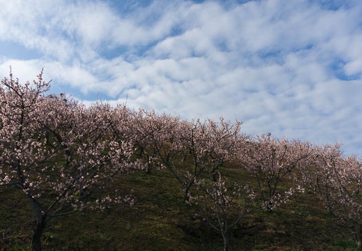 201503080803-DSC03962N6.jpg