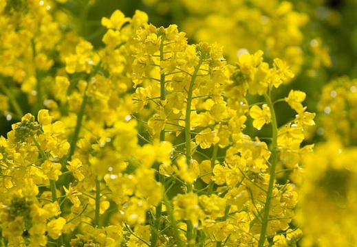 201503080814-DSC08105.jpg