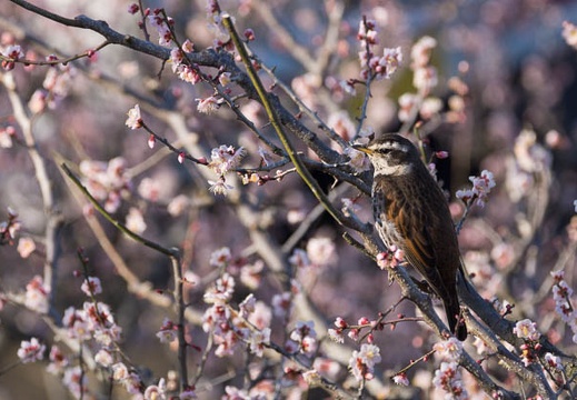 201503080830-DSC08160.jpg