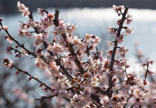 201503080915-DSC08240.jpg