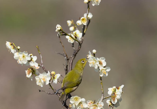 201503080942-DSC08320.jpg
