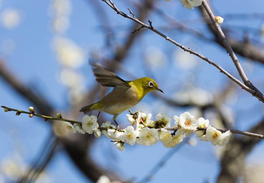201503081035-DSC08427.jpg