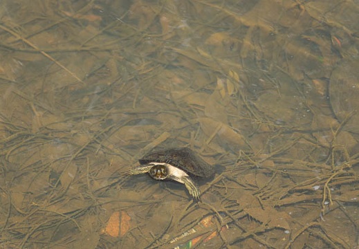 201503081113-DSC08464.jpg