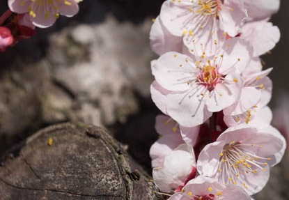 201503081339-DSC08586.jpg