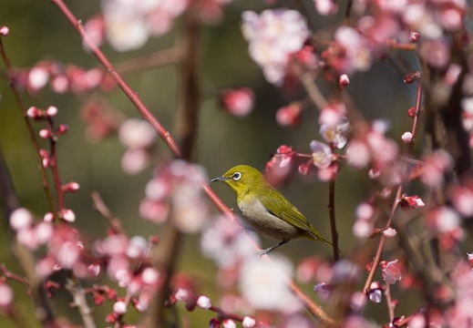 201503081349-DSC08593.jpg