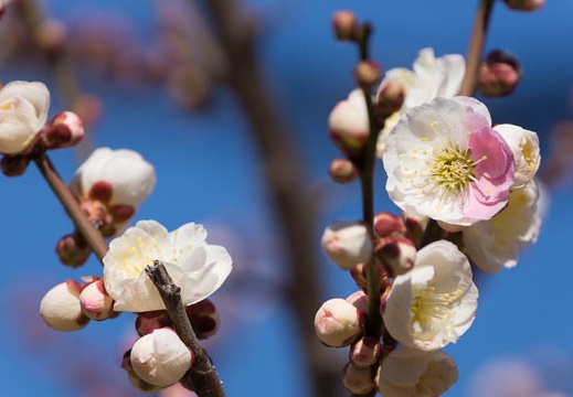 201503081353-DSC08598.jpg