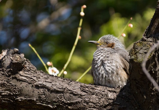 201503081357-DSC08608.jpg