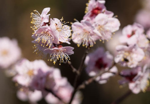 201503081400-DSC08612.jpg