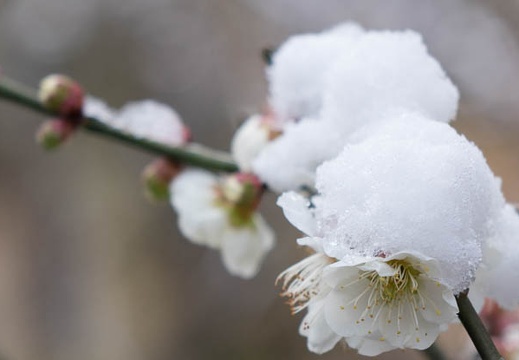 201503110939-DSC08186.jpg