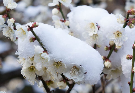 201503110950-DSC08236.jpg