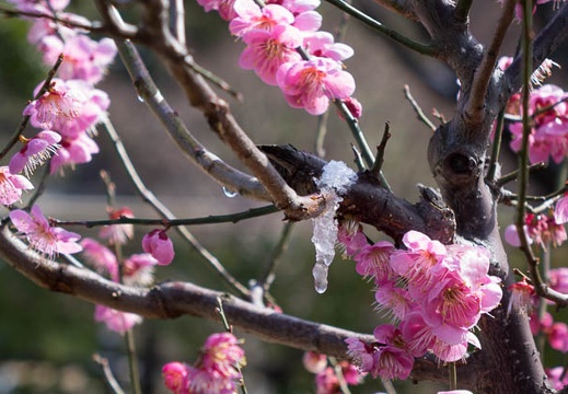 201503111010-DSC08302.jpg
