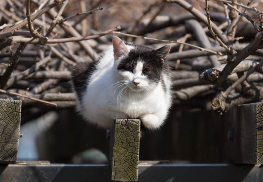 201503121003-DSC08804.jpg