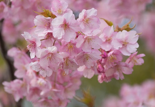 201503131137-DSC09171.jpg