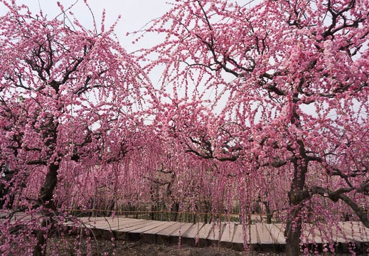 201503131204-DSC00187N5R.jpg
